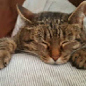 Meet your Posher, Leia